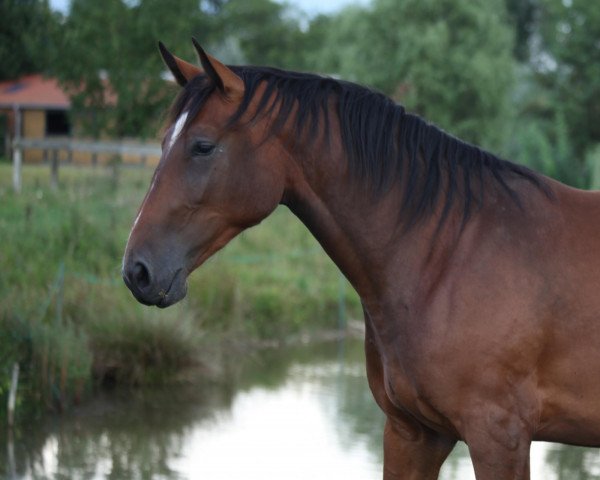 broodmare Constella (Holsteiner, 2008, from Contender)