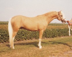 stallion Twickel's Julius (Welsh-Pony (Section B), 1979, from Tetworth Icarus)