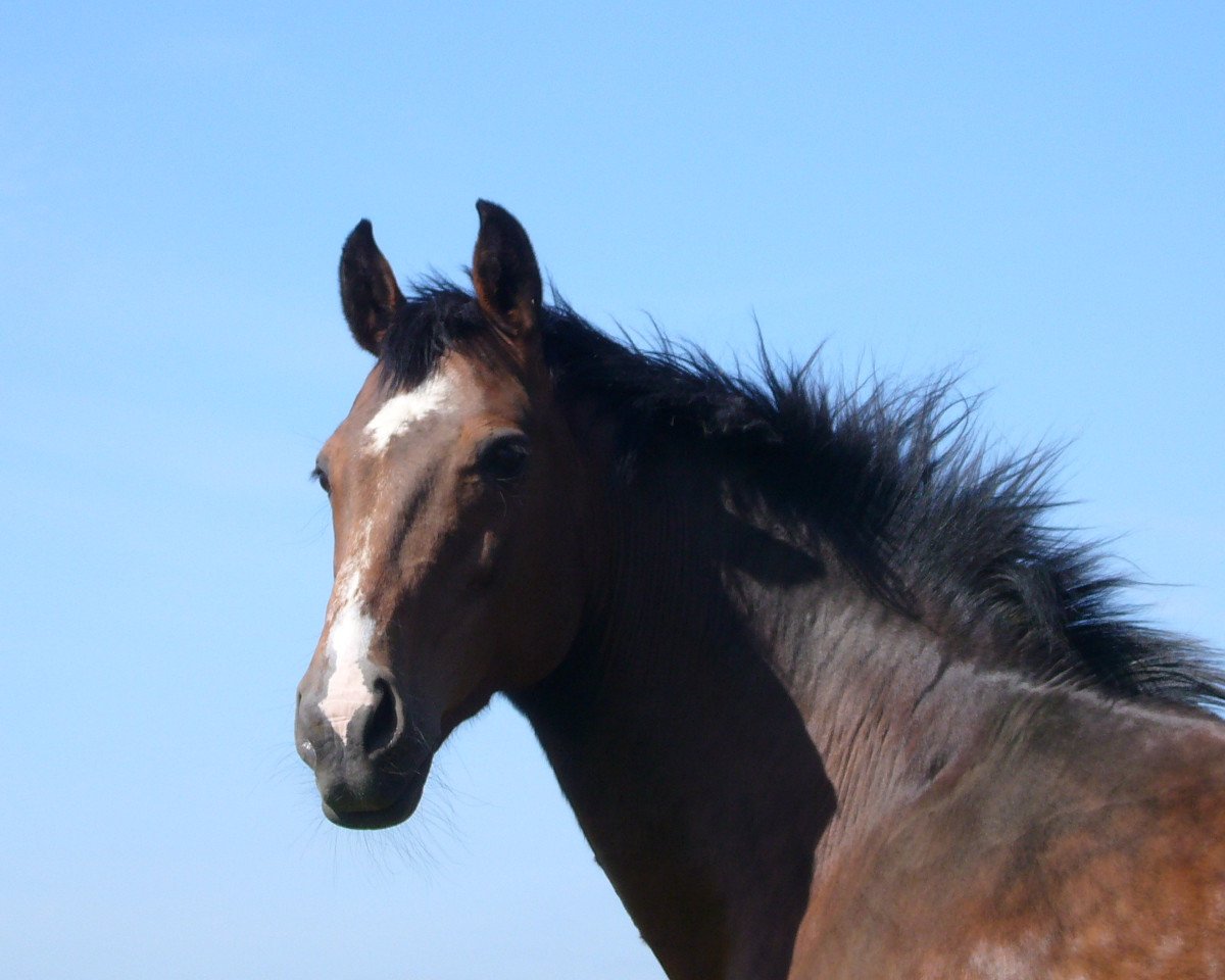 Zuchtstute E-Larissa (Holsteiner, 1990, von Landgraf I)