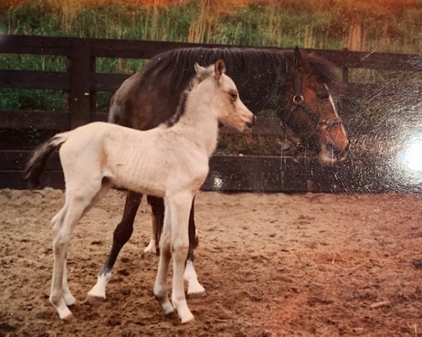 broodmare Hoekhorst Miranda (Welsh-Pony (Section B), 1984)