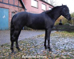 Pferd Beautyfull Dream (Deutsches Reitpony, 2002, von Oosteinds Ricky)