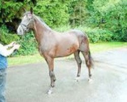 broodmare Diva (Westphalian, 2006, from Diamond Hit)