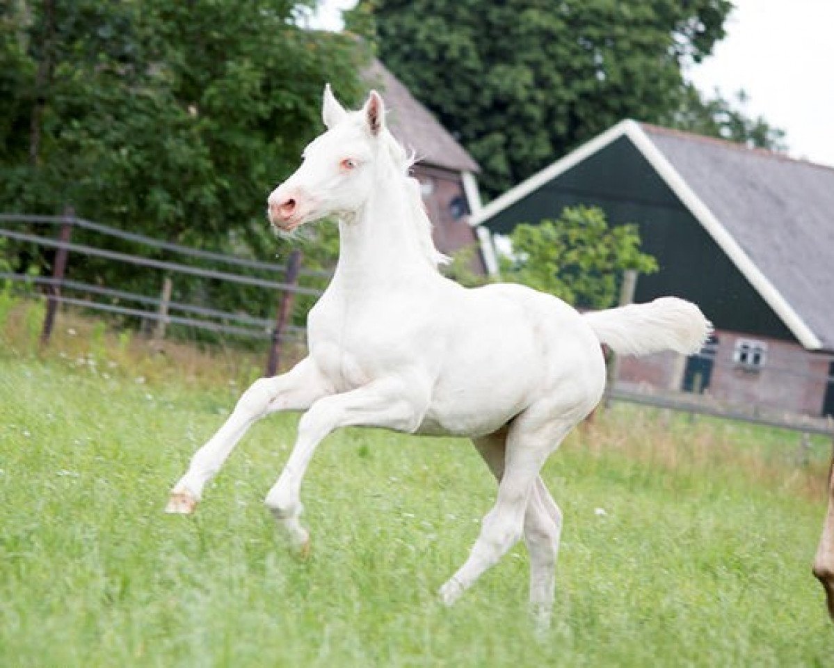 Zuchtstute McBlue Beauty (KWPN (Niederländisches Warmblut), 2012, von McJonnas)