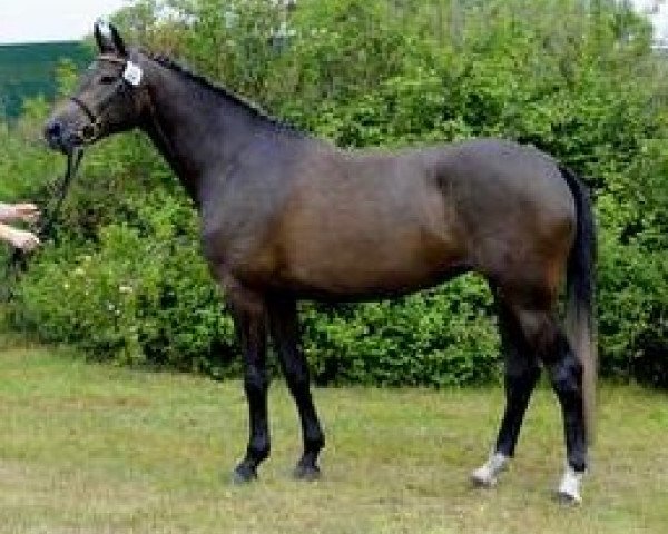 broodmare A-Carista (Holsteiner, 2008, from Cartani 4)