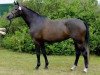 broodmare A-Carista (Holsteiner, 2008, from Cartani 4)