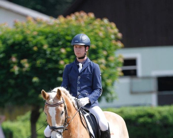 dressage horse Axl S (Haflinger, 2012, from Avantgarde)