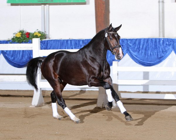 Pferd Contharo 2 (Holsteiner, 2006, von Contender)