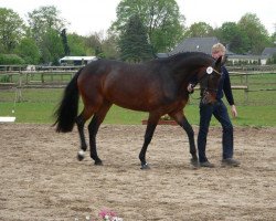 broodmare Conthesse (Holsteiner, 2007, from Contender)