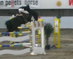 Springpferd Largo Boy (Oldenburger Springpferd, 2001, von Lady's King)