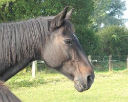 broodmare Ariane (Hanoverian, 1988, from Acapulco 99 FIN)