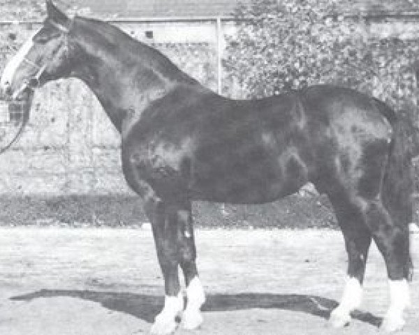 stallion Grünspecht (Westphalian, 1944, from Gründer I)