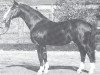 Pferd Grünspecht (Westfale, 1944, von Gründer I)
