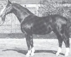 stallion Grünspecht (Westphalian, 1944, from Gründer I 922)