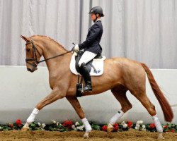 dressage horse Fragance (Westphalian, 2008, from For Compliment)