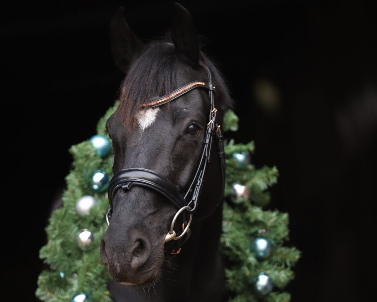dressage horse Bollinger MN (Oldenburg, 2014, from Bretton Woods)