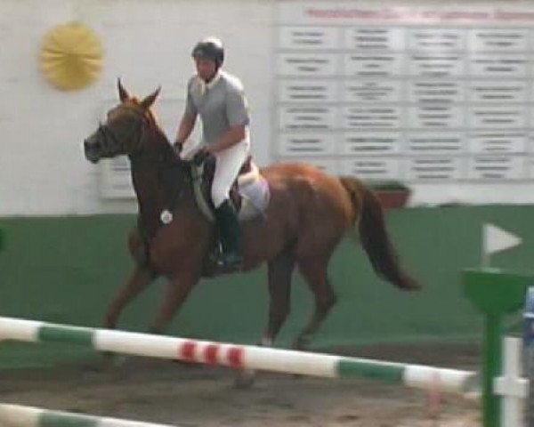 jumper Balida de Baloubet (Westphalian, 2003, from Baloubet du Rouet)