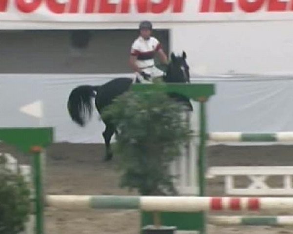 Springpferd Frezia (Ungarisches Warmblut, 2001, von Quito de Baussy)