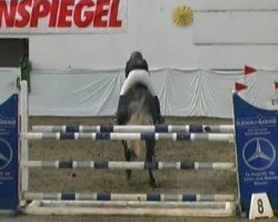 Springpferd Cottilon (Hessisches Warmblut, 2003, von Helenenhof's Carabas)