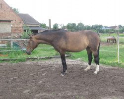 broodmare Olympia (Sachse, 1998, from Royal de Saxe)