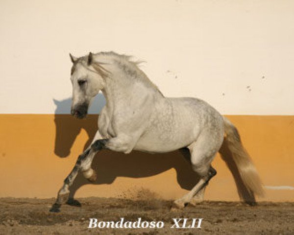 stallion Bondadoso XLII (Pura Raza Espanola (PRE), 1999, from Islamico II)