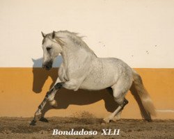 Deckhengst Bondadoso XLII (Pura Raza Espanola (PRE), 1999, von Islamico II)