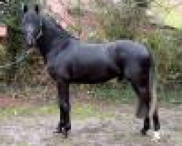 jumper Van den Broecks Romeo (German Riding Pony, 2004, from Oosteinds Ricky)