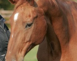 horse Grace (Westfale, 1992, from Grafenfels)