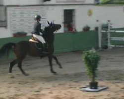 jumper Baloue 2 (Oldenburg, 2005, from Balou du Rouet)