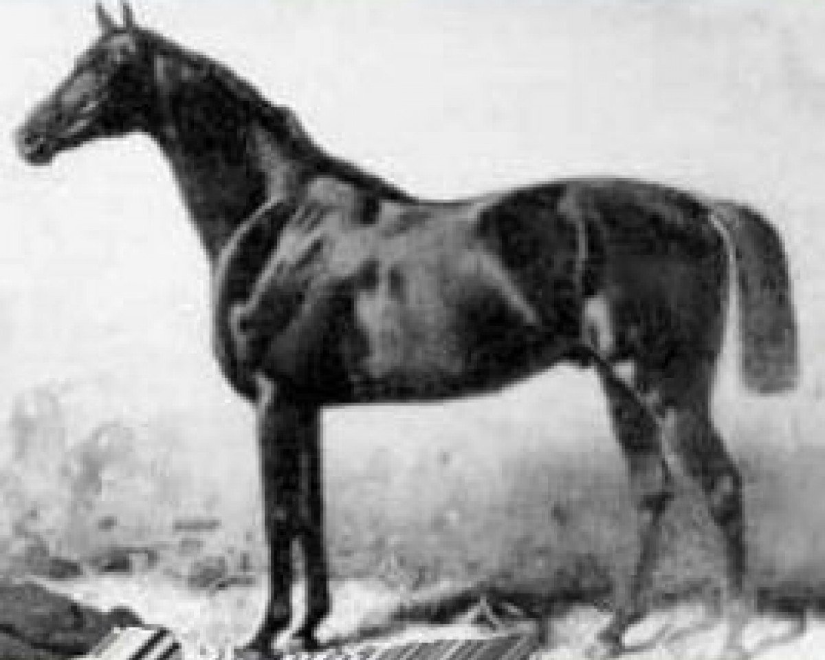 stallion Kingdom xx (Thoroughbred, 1879, from Kingcraft xx)