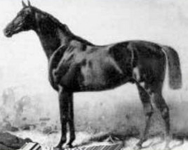 stallion Kingdom xx (Thoroughbred, 1879, from Kingcraft xx)