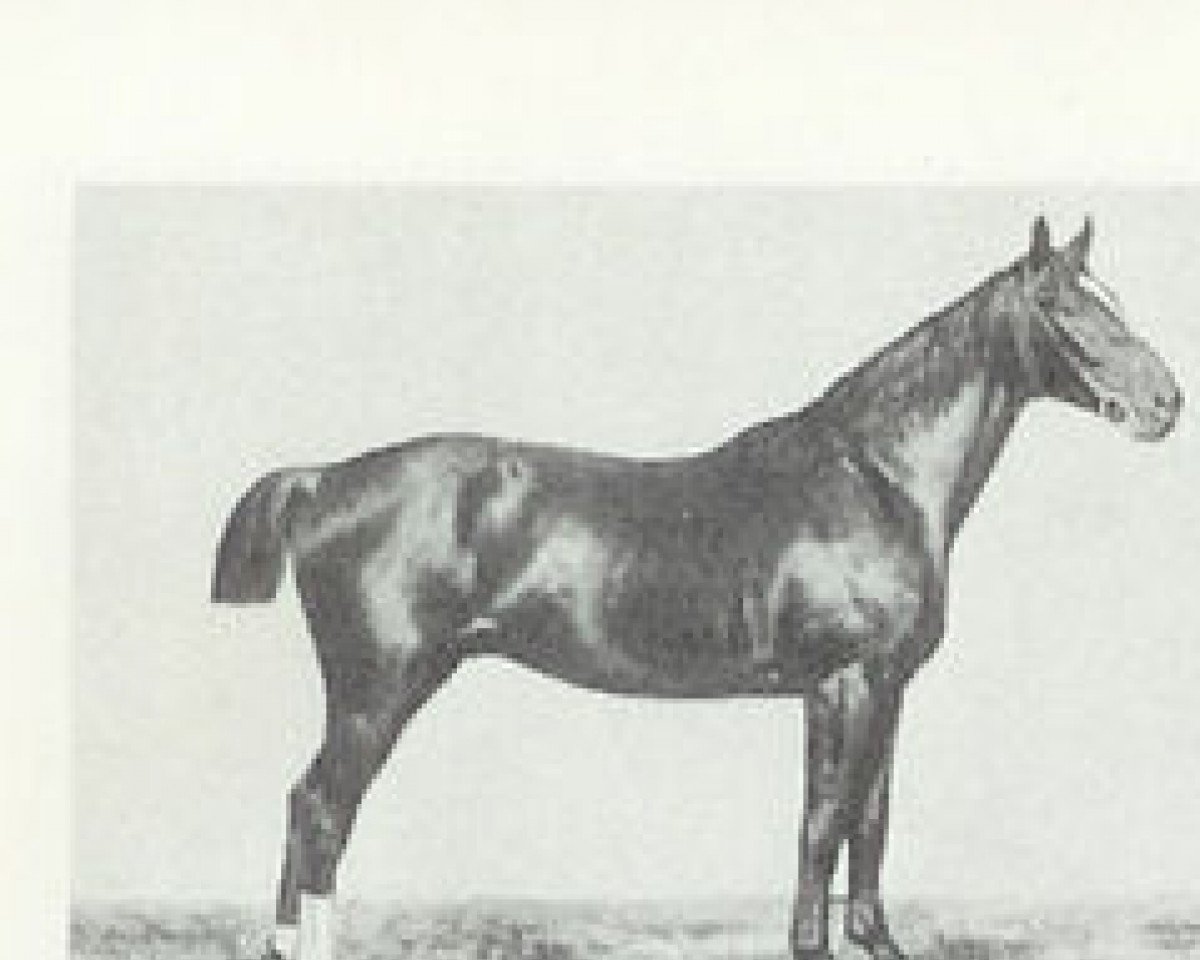stallion Khedive (Hanoverian, 1900, from King)