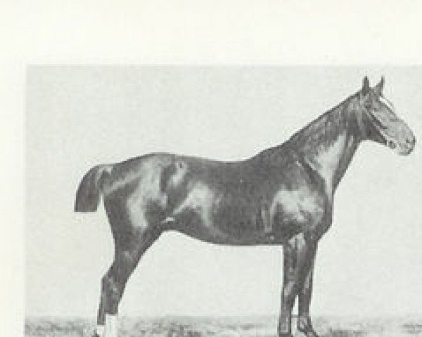 stallion Khedive (Hanoverian, 1900, from King)