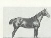 horse Khedive (Hanoverian, 1900, from King)