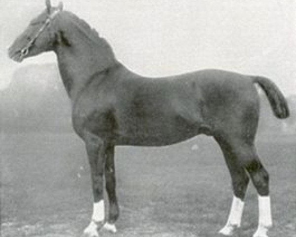 stallion Khelius (Hanoverian, 1911, from Khedive)