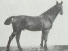 stallion Lorlot (Hanoverian, 1902, from Lorval)