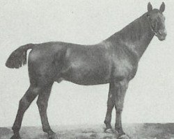 stallion Lorlot (Hanoverian, 1902, from Lorval)