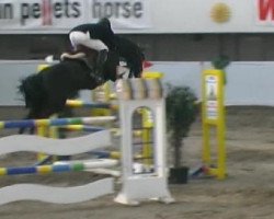 jumper Largo Boy (Oldenburg show jumper, 2001, from Lady's King)