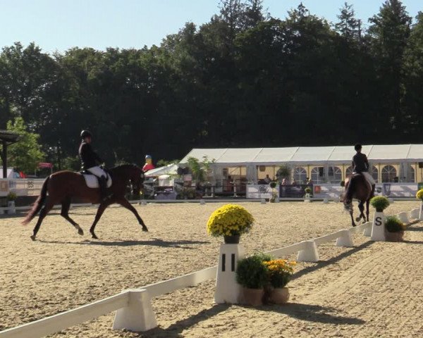 Reitturnier Solingen 2022