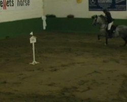 jumper Moonlight Impression (German Warmblood, 2002, from Cyper Space)