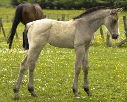 horse Dignity (Scottish Sports Horse, 2008, from McJonnas)