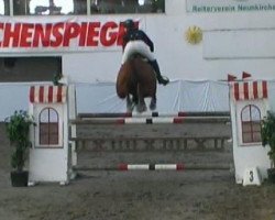 Springpferd Zippo (KWPN (Niederländisches Warmblut), 2004, von San Remo)