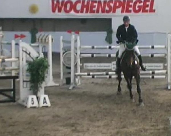 broodmare P-Contendra (Zweibrücken, 2000, from Contender)