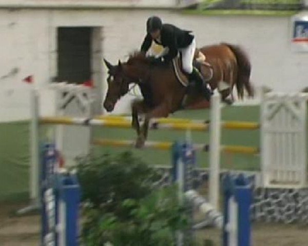 jumper Victory 17 (KWPN (Royal Dutch Sporthorse), 2002, from Manhattan)