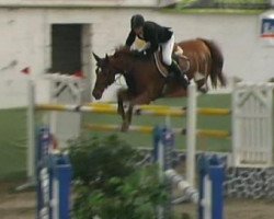 Springpferd Victory 17 (KWPN (Niederländisches Warmblut), 2002, von Manhattan)