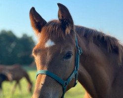 dressage horse Freiheit (Rhinelander, 2022, from Fidertanz)