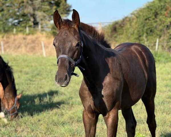 dressage horse Belle de Jour (Rhinelander, 2022, from Belvedere DB)