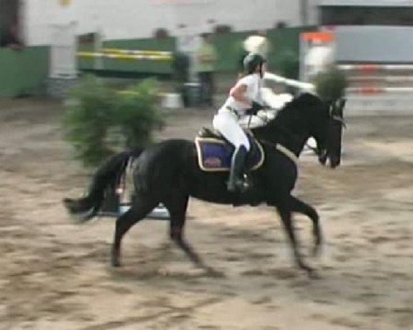 Springpferd Campino (Ukrainisches Reitpferd, 2001)