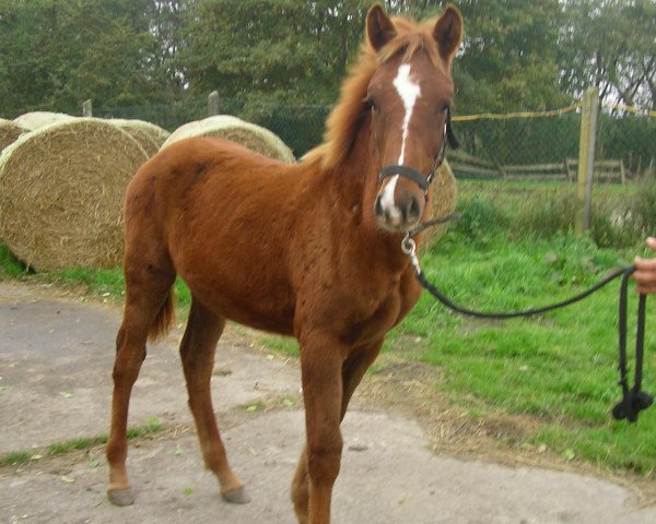 horse Red Tequila (Pinto / Small Riding Horse, 2011)