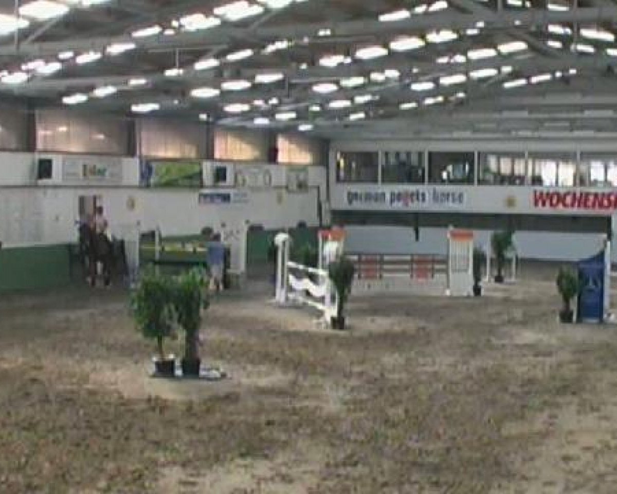Springpferd Culdhard B (Westfale, 2005, von Corland)