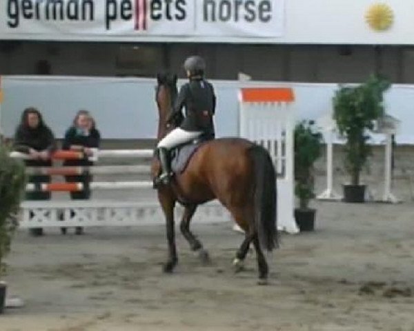 Springpferd Celesta (Zweibrücker, 2001, von Carnando)